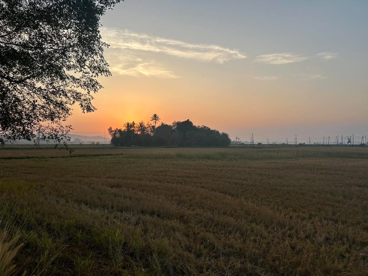 Sunset over paddy fields at dawn, evoking the quiet patience behind the story of Salahuddin Al-Ayyubi's liberation of Jerusalem